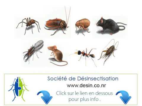 comment traiter contre les cafards