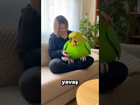 Yeni Dev Muhabbet Kuşum 🦜