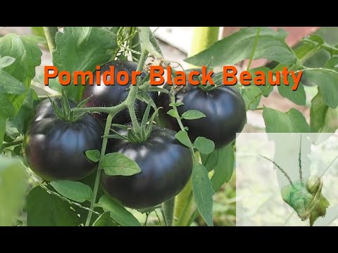 , title : 'Pomidor odmiany Black Beauty - o roślinie i owocach - moja subiektywna ocena :)'