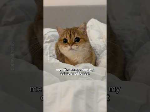 jokes on me 😭😂 #cat