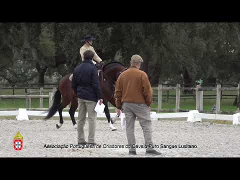 210201 10 Minuto da Coutada - Aprovação de Garanhões