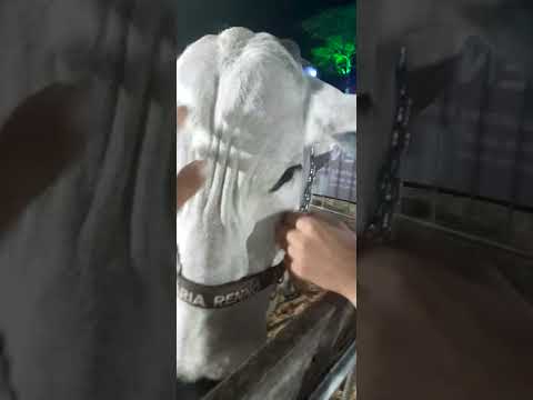 Parte de exibição da expoagrosiq em siqueira campos paraná