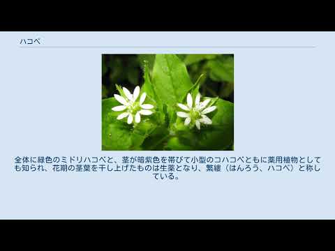 ハコベ 植物