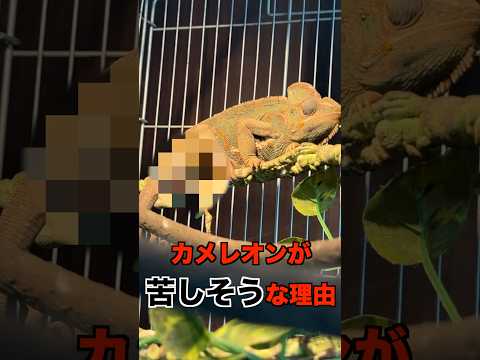 カメレオンの寿命はどのくらいですか?