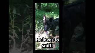 Video preview image #1 Basset Hound-Unknown Mix Puppy For Sale in Kennesaw, GA, USA