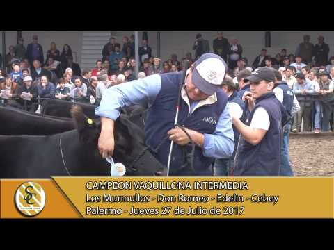 27-07-17 Jura Angus Vaquillona Intermedia - Palermo.