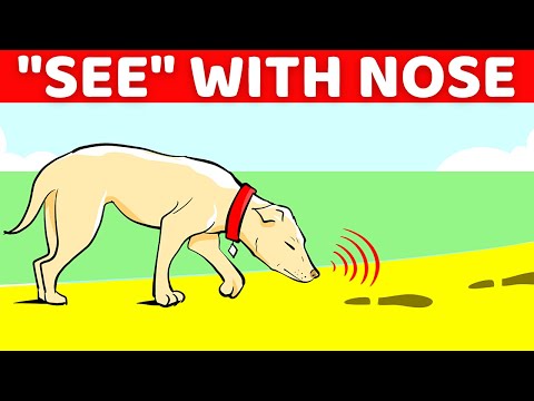 YouTube video about: Can dogs break their nose?