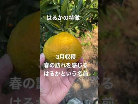 柑橘系の果物 – 果物の概要、利点、使用上のヒント