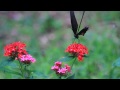 MVI 3243 Dancer Of The Nature