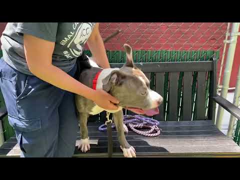 Kane , an adoptable Staffordshire Bull Terrier in Lynbrook, NY_image-1