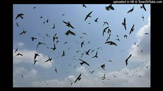 Download lagu The sound of the swallow - SP WALET KALIMANTAN mp3