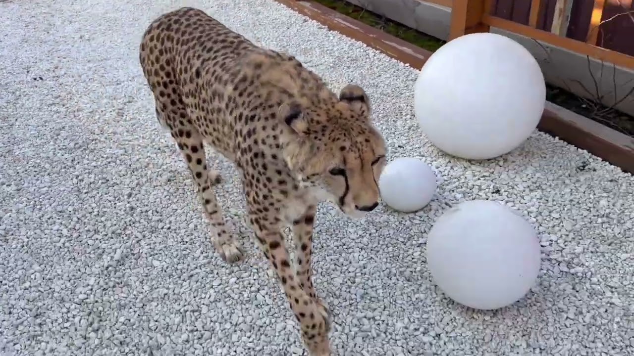 Когда твой верный друг- гепард!