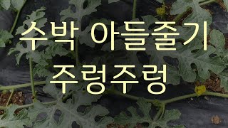 #수박재배방법  #수박은 아들 줄기에서 수박이 열립니다