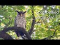 Spot Bellied Eagle Owl North India