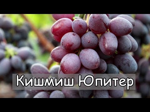 Кишмиш Юпитер США. Очень вкусный и сладкий, высокая морозостойкость.