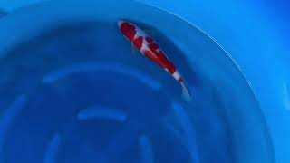 video van Kohaku 2404003