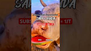 Download lagu Cow and horse DNA combined #wildanimalexperiment #fiction #animal #science mp3 Download lagu Cow and horse DNA combined #wildanimalexperiment #fiction #animal #science mp3