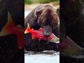 Bear Catching and Eating Salmon #fishing #salmon #bear