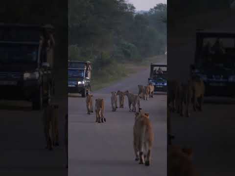 14 lion Roadblock on Monday morning in the Kruger National Park