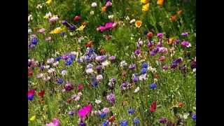 Ce matin-là - Barbara - 1963