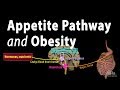 The Brain's Hunger/Satiety Pathways and Obesity, Animation