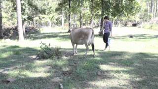 Zoe Boekbinder - Chocolate Chips