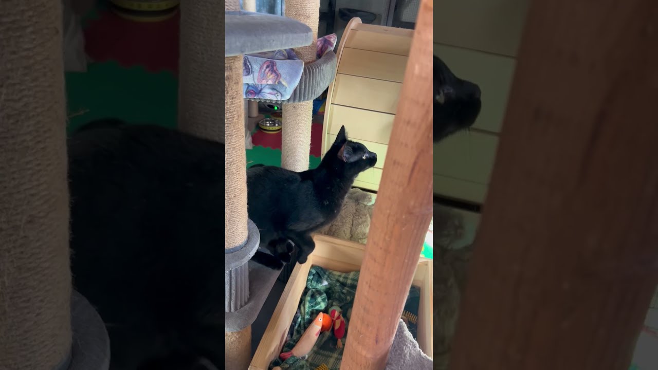Enlarge Ranger, a Adoptable Domestic Short Hair in Tillamook, OR video 6/6
