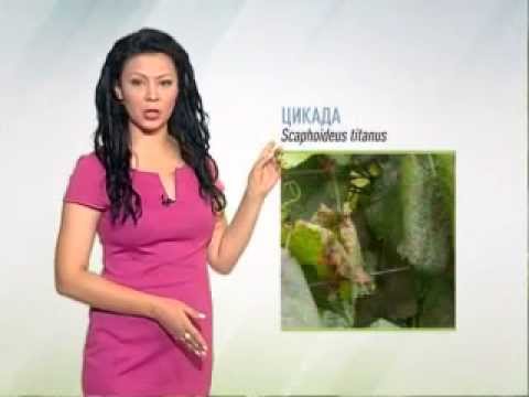 Zelena prognoza, 10.6.2015. - O cikadama u vinovoj lozi