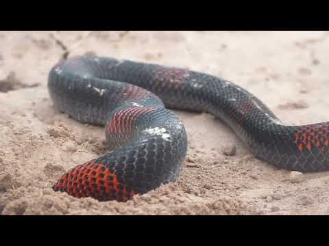 Argentinian Coral Snake, Micrurus pyrrhocryptus, Taco Pozo, Chaco, Argentina, 10 Febr 2026