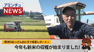 【アミンチュニュース】鹿深米の収穫スタート！【野洲のおっさんおにぎり食堂レポート】