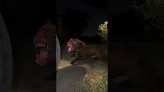 American Pitbull Dog Most Dangerous 👿 #shorts #dog #dogs #new