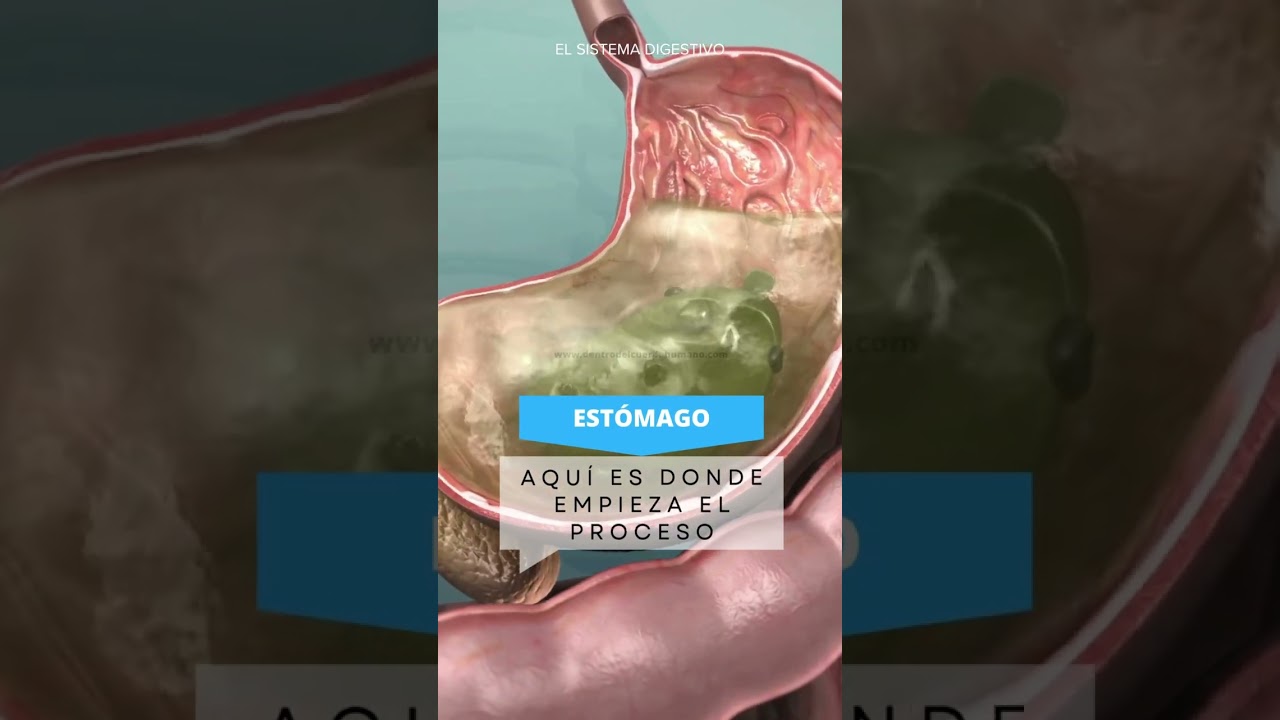 El Sistema Digestivo. #anatomía