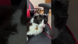 場所とられちゃった #猫好きさんと繋がりたい #猫のいる暮らし