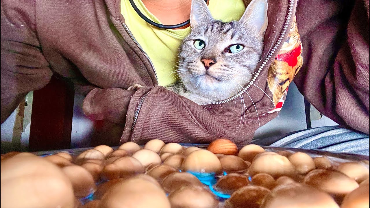 🔴こんばんはみなさん😴Cat Water ASMR Live