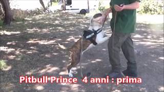 Pitbull maschio di 4 anni altamente mordace