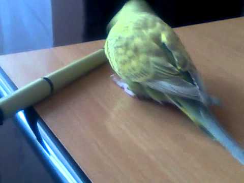 un papagal doritor de scoala