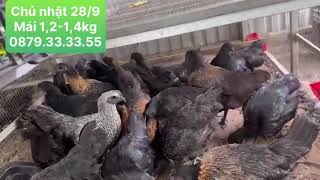 Chủ nhật 28/09