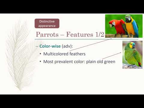 IELTS SPEAKING P2: BIRDS