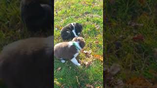 Video preview image #4 French Bulldog Puppy For Sale in BROOKLYN, NY, USA