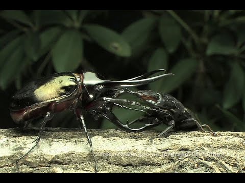 ダイオウヒラタvsコーカサスオオカブト