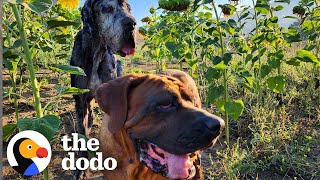 People Find 2 Dogs Left Behind After House Fire | The Dodo by The Dodo