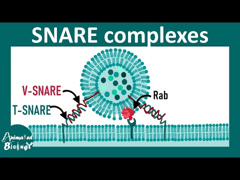 Kompleks SNARE i fuzja pęcherzyków | Transport i fuzja pęcherzyków | Fuzja pęcherzyków synaptyczn...