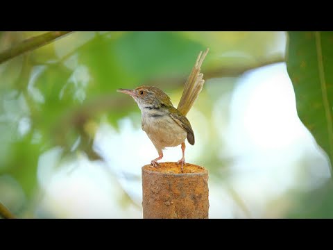 Common Tailorbird sound เสียงนกกระจิบธรรมดาร้องจิ๊บๆ