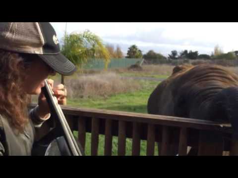 Bourree by Bach at Breakfast for an Elephant