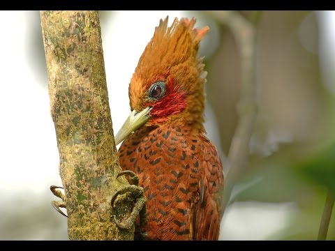 Costa Rica: A WILDLIFE TREASURE