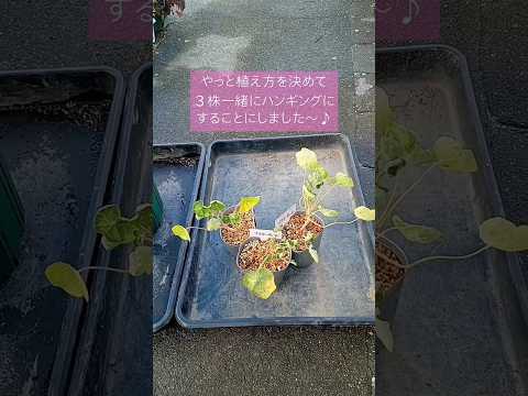 雪の中で咲く花は何ですか?美しい冬に咲く10種  庭園