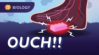 Nervous & Endocrine Systems: What Really Happens When You Step on a Lego: Crash Course Biology #46