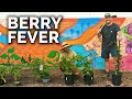 We Ve Got Berry Fever Planting Blueberries Blackberries And Raspberries