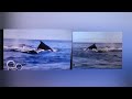 Little Einsteins Stock Footage Compared To The Original Stock Footage Read The Disclaimer