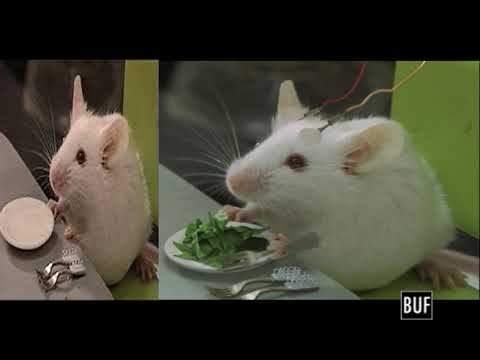 BUF - Human Nature - Making Of